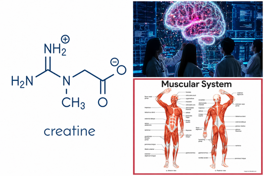 Creatine Isn’t Just for the Gym: Why Your Brain and Muscles Both Love It
